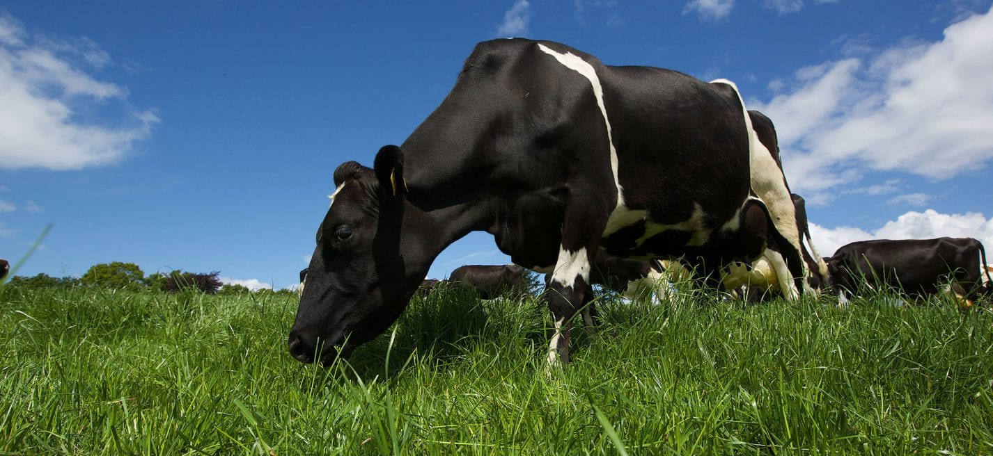 cow-sea
